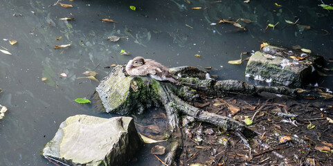 Birds in Reddish Vale Country Park