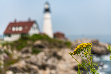 lighthouse on the coast with yellow flower