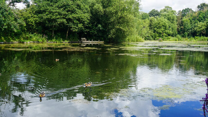 Bridge and birds in Reddish Vale Country Park
