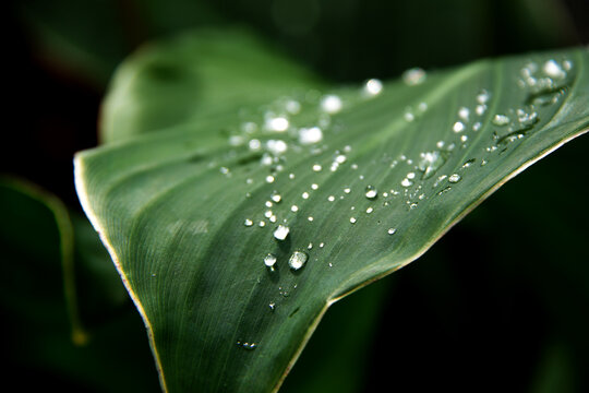 bright green canna flower leaves with rain drops