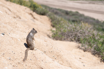 gopher. squirrel rodent. wild fluffy animal looking away. ground squirrel outdoor. wildlife.