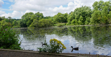 Ducks and geese at Reddish Vale Country Park