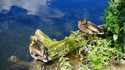 Ducks at Reddish Vale Country Park