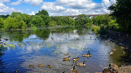 Ducks and geese at Reddish Vale Country Park