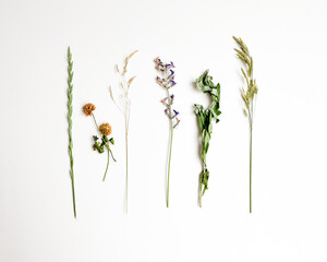 Minimalist wildflowers and plants isolated on white background. Flat lay, top view.
