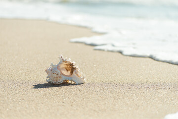 スタジオ貝がら