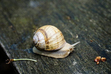 A large snail is crawling on a wooden surface.