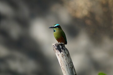 Turquoise-browed motmot