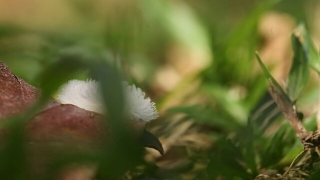 lagarta branca peluda passeando pelo jardim, passando por folhas, capturada de perto com lente macro.