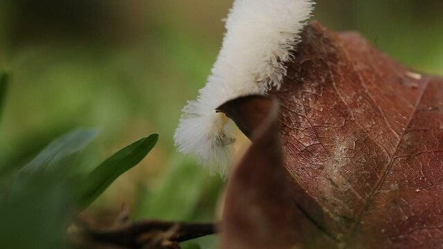 lagarta branca peluda passeando pelo jardim, passando por folhas, capturada de perto com lente macro.