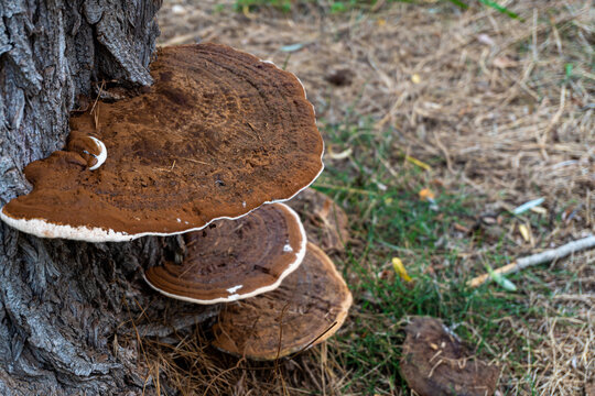 Phellinus Linteus mushroom, grows on the trunks of mulberry trees and has a bitter taste.