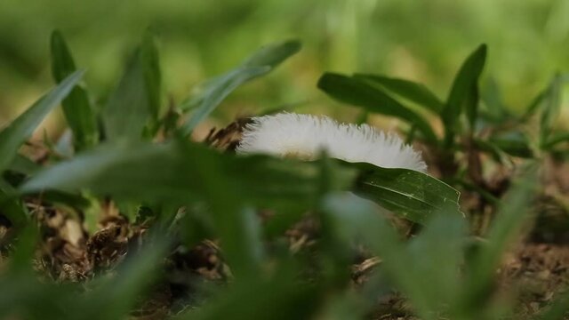 lagarta branca peluda passeando pelo jardim, passando por folhas, capturada de perto com lente macro.