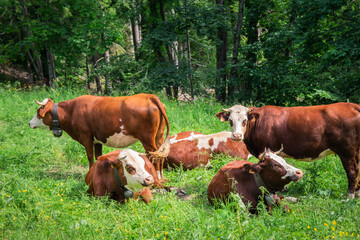 Obraz premium Petit troupeau de vaches françaises dans l'herbe verte