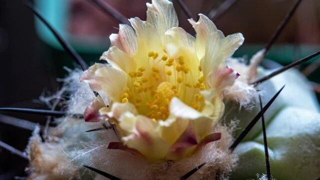 Opening Blossom of Cactus. Copiapoa Montana Blooming Flower in Time Lapse Macro Shot in Sunny Evening 