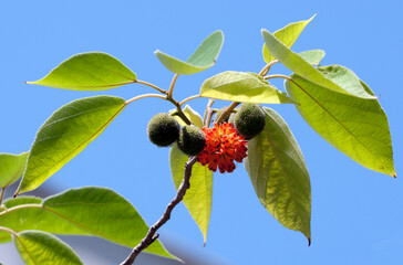 Paper mulberry