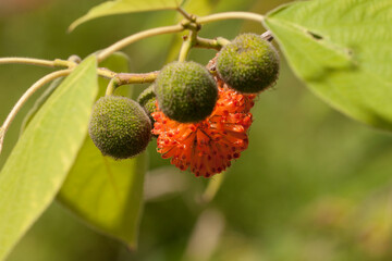Paper mulberry
