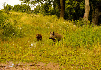 Obraz na płótnie Canvas Wild animals encountered while walking. Wild boar with cubs