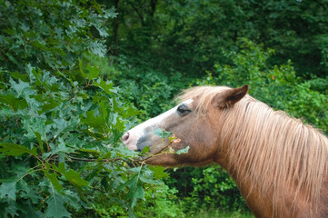 Horse eating leaves.
