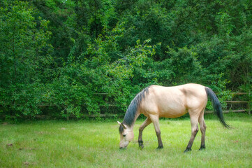 Horse grazing in field.