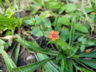 wild orange flower