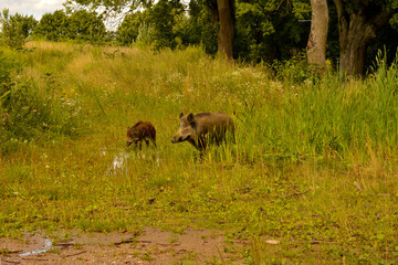 Fototapeta na wymiar Wild animals encountered while walking. Wild boar with cubs