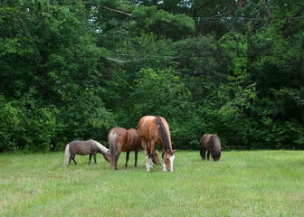 Horses in a field.