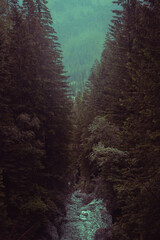 Fototapeta na wymiar Trees with distant view at mountain valley