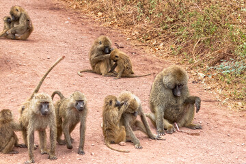 Tanzania, Serengeti park – Monkey.