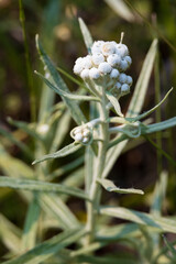 White wildflower close-up
