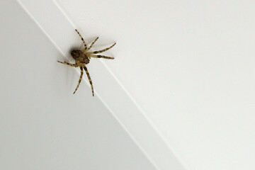 Spider close-up on a white background, macro shooting