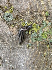 the  tiger slug crawls along a tree