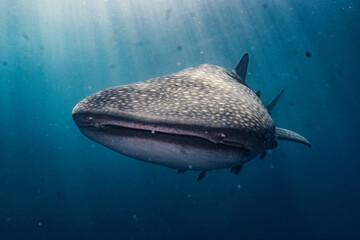 Whale shark (Rhincodon typus) in a deep ocean