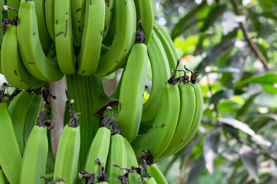 Premium Photo  A bunch of organic fresh green banana on the tree close up