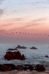 Birds and sunset on the beach