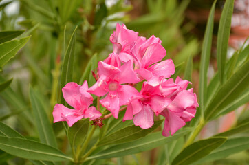 Pink flowers of oleander blooming outdoors
