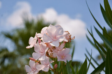 Pink flowers of Nerium oleander in the blurred natural background