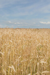 Wheat cereal field and blue sky