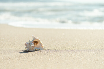 スタジオ貝がら