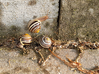 A group of white-lipped snails (Cepaea hortensis) crawling along the sidewalk and up a wall in the evening sunshine after a rain shower 