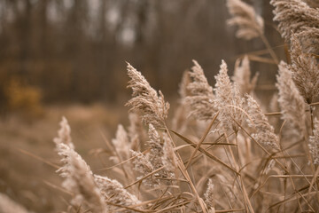Fototapeta premium Pampas grass. Landscape nature background. Dried flowers in bright sunlight on the field. set sail champagne. Selective focus