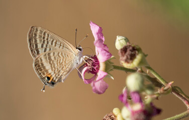 Long-tailed blue