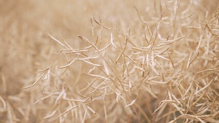 Oilseed rape ripens in the field. Rape is a source of vegetable oil and protein flour. Harvest of rapeseed growing in the field.
