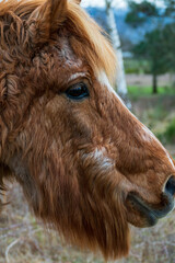 Pferd mit Locken an Equinem Cushing Syndrom, ECS erkrankt