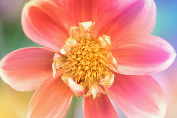 yellow red dahlia, close up with colorful lens flares