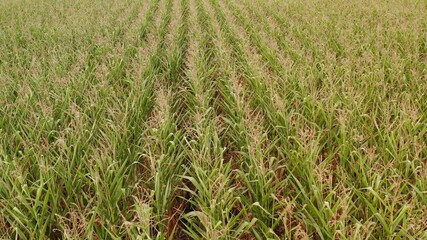 Shooting from a quadrocopter. Corn Field ready to be Harvested. The corn is growing in the field.