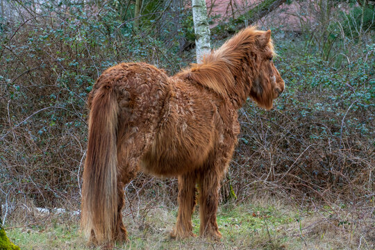 Pferd mit Locken an Equinem Cushing Syndrom, ECS erkrankt