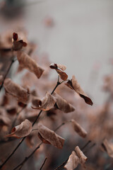 Dry brown autumn leaves on a beige blurred background. Autumn mood and details of nature. Copy space