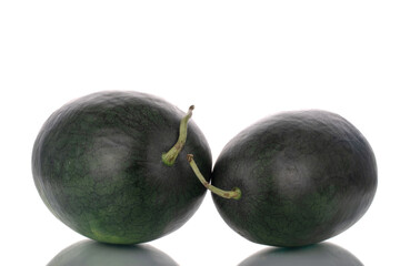 Two ripe dark green watermelons, close-up, isolated on white.