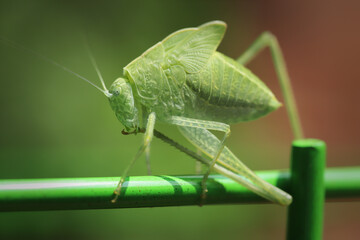 Katydid insect resting on a green garden support cleaning its foot close up