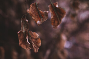 Dry autumn leaves hanging on a branch. Autumn mood concept in the details of nature